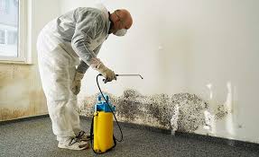 Mold Documentation for Insurance Claims in Davenport, WA