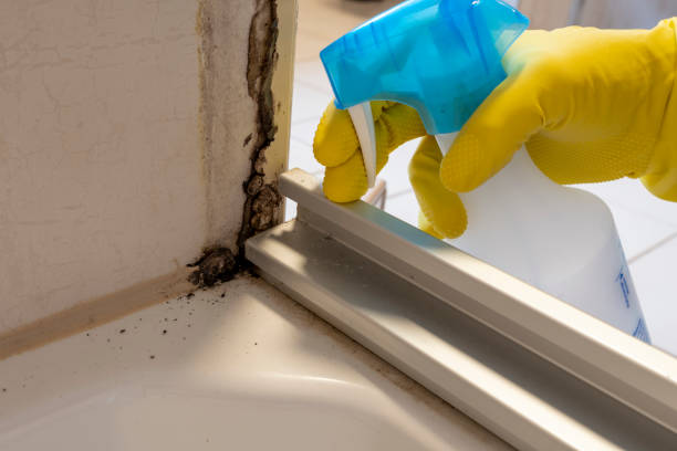 Reliable Davenport, WA Mold Prevention & Removal  Solutions